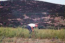 cueuill